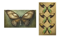 -Butterfly Sage Matchbox 1Dz