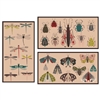 Folk Art Insects Large Matchbox Asst 24Pk