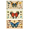 Insect Specimens Large Matchbox Asst 24Pk