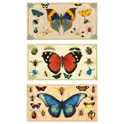 Insect Specimens Large Matchbox Asst 24Pk