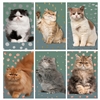 Precious Cat Mini Matchbox Asst 60Pk