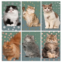 Precious Cat Mini Matchbox Asst 60Pk