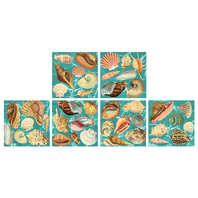 Sea Shells Square Matchbox Asst 60Pk