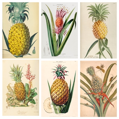 Vintage Pineapple Botanical Mini Matchbox