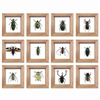 Dozen Asstd Small Bug Frame