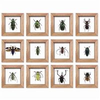 Dozen Asstd Small Bug Frame