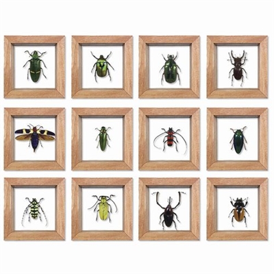 Dozen Asstd Small Bug Frame