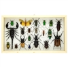 Beetles and Bugs Collection in Frame