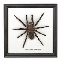 Single Large Spider Frame