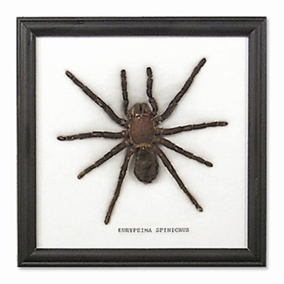 Single Large Spider Frame