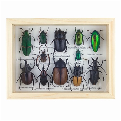 Lots O'Bugs Beetle Specimens