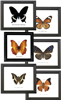 Single Butterfly Specimen Frame