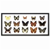 Butterfly Specimens Framed