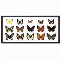 Butterfly Specimens Framed