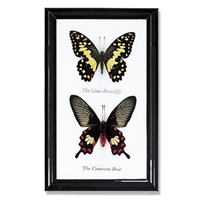 Butterfly Specimens Framed