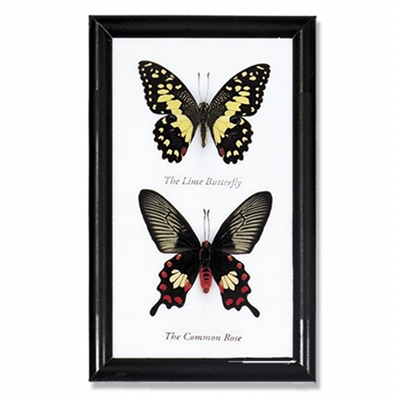 Butterfly Specimens Framed