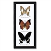 Butterfly Specimens Frame 3Pc Cotton Mounted