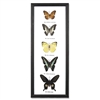 Butterfly Specimens Framed