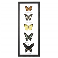 Butterfly Specimens Framed