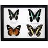 Butterfly Specimens Framed