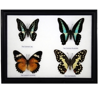 Butterfly Specimens Framed