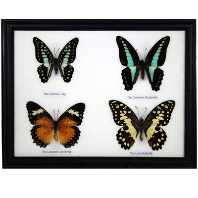 Butterfly Specimens Framed