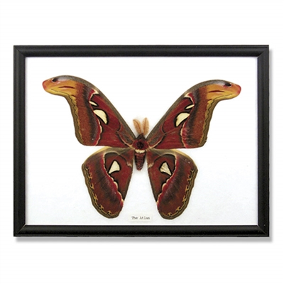 Giant Moth Specimens Framed