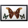 Giant Moth Specimens Framed