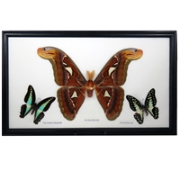 Giant Moth Specimens Framed