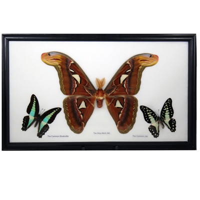 Giant Moth Specimens Framed