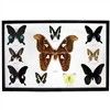 Atlas Moth and 9 Butterfly Specimens Framed