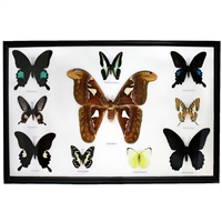 Atlas Moth and 9 Butterfly Specimens Framed