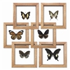 Butterfly Double Glass Framed