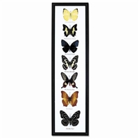 Butterfly Specimens Framed