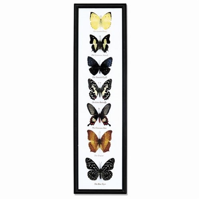 Butterfly Specimens Framed