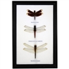 Dragonfly Specimens 3Pc Frame