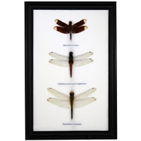 Dragonfly Specimens 3Pc Frame