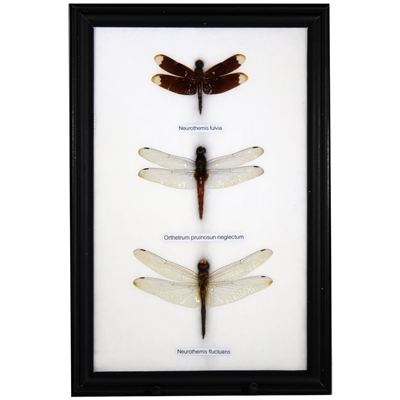 Dragonfly Specimens 3Pc Frame