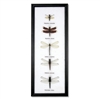 Dragonfly Specimens Framed