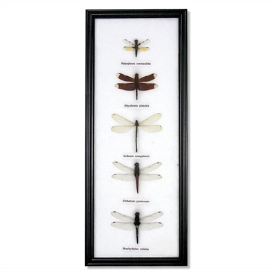 Dragonfly Specimens Framed