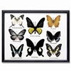 Butterfly Specimens Framed