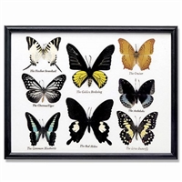 Butterfly Specimens Framed