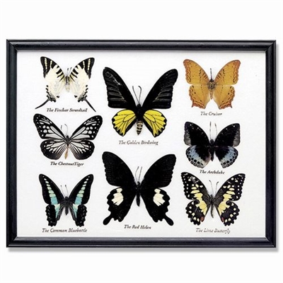 Butterfly Specimens Framed