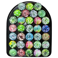 Succulent Dome Magnet Display