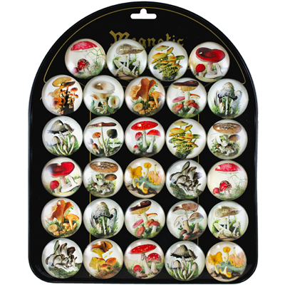 Vintage Mushroom Magnet Display