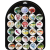 Fish & Shells Magnet Display