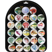 Fish & Shells Magnet Display