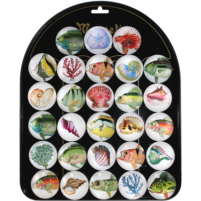 Fish & Shells Magnet Display