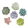 Succulent Garden Knobs