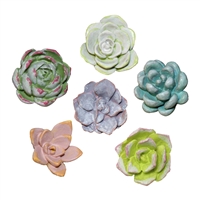 Succulent Garden Knobs